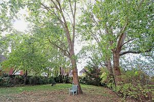 Communal Garden- click for photo gallery